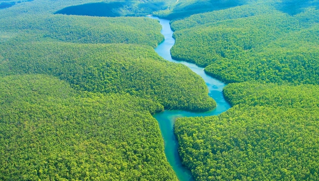 غابة الأمازون | البرازيل