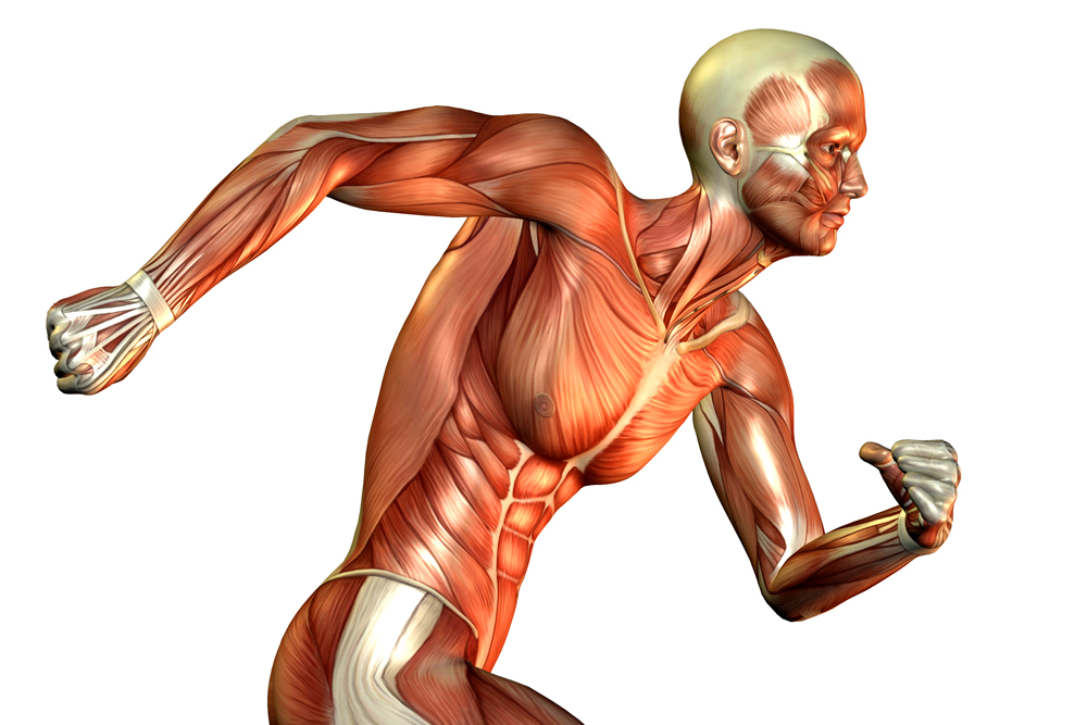  معلومات في جسم الانسان Muscle-fibers