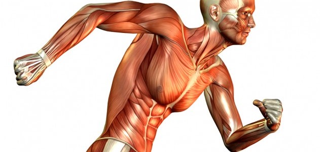 حركة الجسم عن طريق انقباض وانبساط العضلات